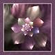 Rosettes a Lilac